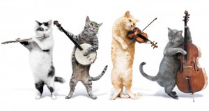 Cat musicians