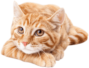 Orange cat enjoys sweet mewsic