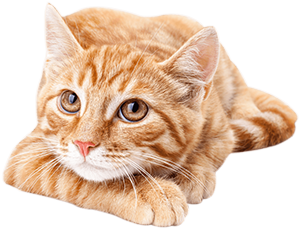 Soulful Orange Cat